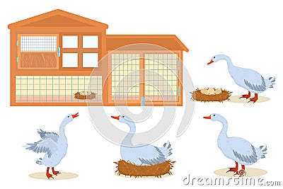 Vector illustration on the farm theme. Domestic geese and chicken coop isolated Vector Illustration